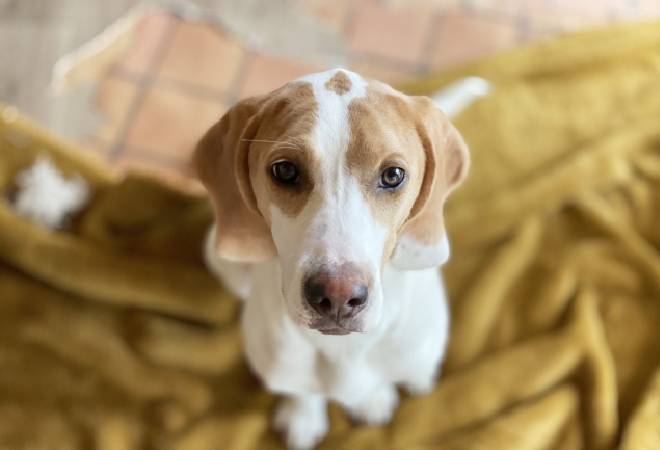 飼っていた犬が居なくなったので探してほしい｜探偵