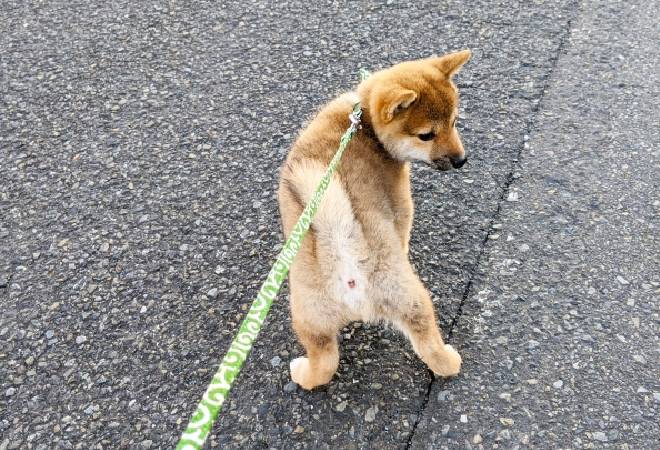 隣人の犬が敷地内にフンをしてくる｜探偵