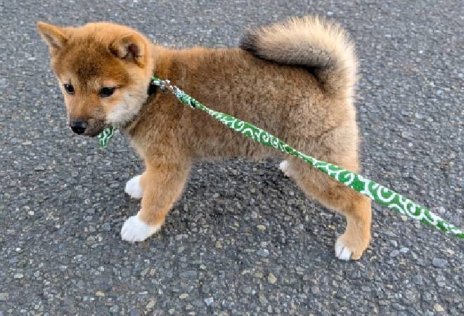 犬のフンを敷地内に捨てる隣人｜探偵