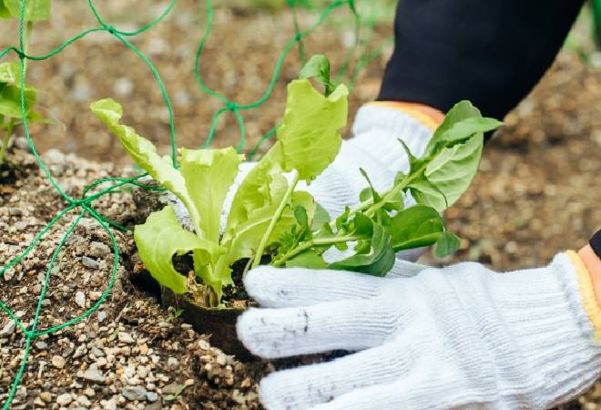 花壇や菜園が荒らされている｜探偵