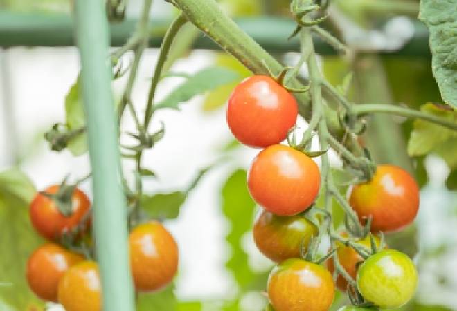 花壇が荒らされているので調査してほしい｜探偵