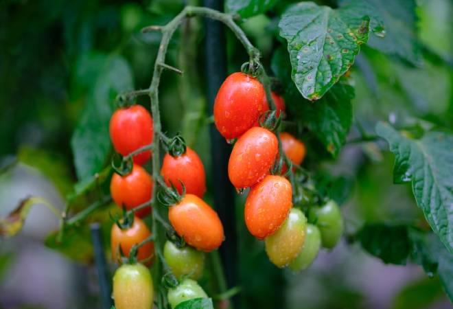 庭にある野菜が取られている｜探偵