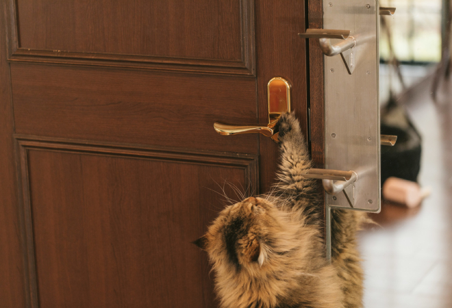 アパートの窓から脱走した愛猫を探す方法｜福岡県50代女性からの調査相談事例