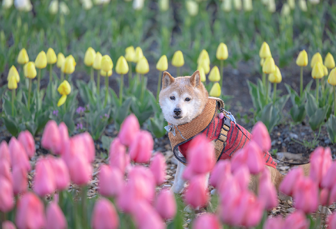 犬に勝手に餌をあげられる｜茨城県30代女性からの調査相談事例