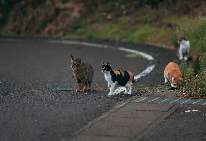 自宅の庭で野良猫に餌をあげられている