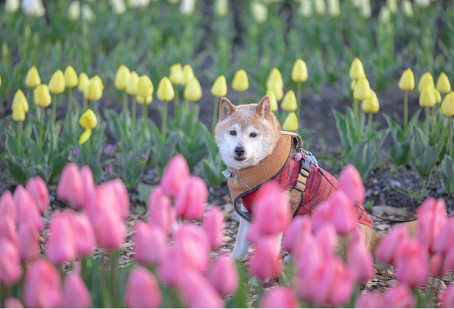 日本の友人に預かってもらっている犬が心配｜タイからの調査相談事例