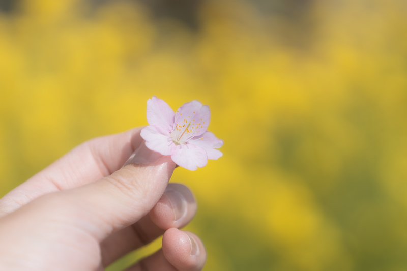 息子夫婦の離婚がきっかけで孫の様子が分からず困っている際の探偵利用とは