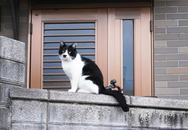 自宅の庭を荒らす猫の飼い主を探してほしい｜神奈川県50代女性からの調査相談事例