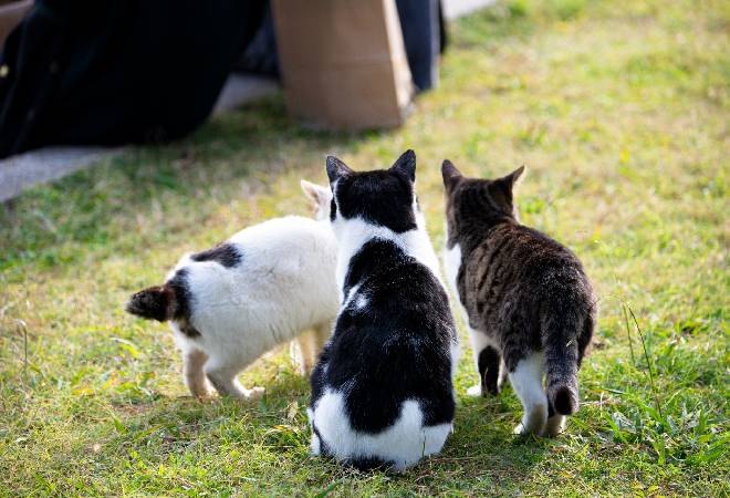 猫の預け先不安に適切な対処をしたい飼い主さんへ