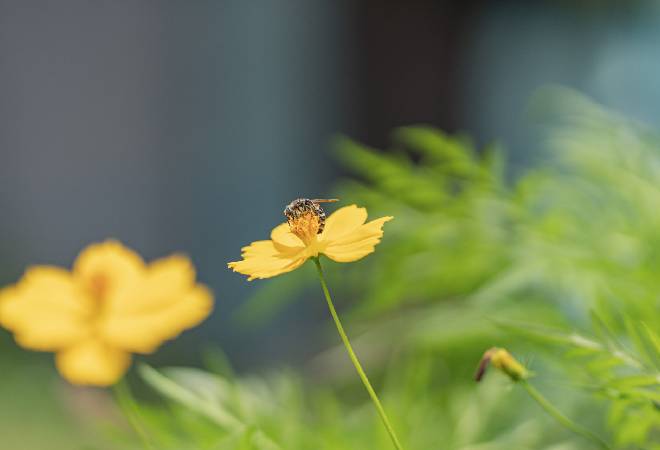  野生昆虫の乱獲・密猟を保護したい方へ