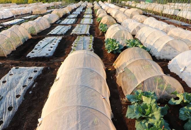 農作物を守りたい、不仲の近隣による市民農園トラブルに悩む方へ。