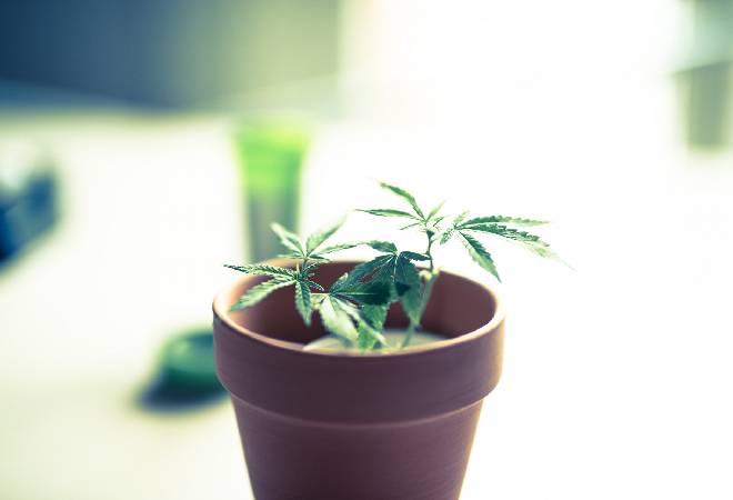 隣人の異臭に大麻疑惑。マンションに出入りする不審な外国人に、不安を感じるあなたへ。