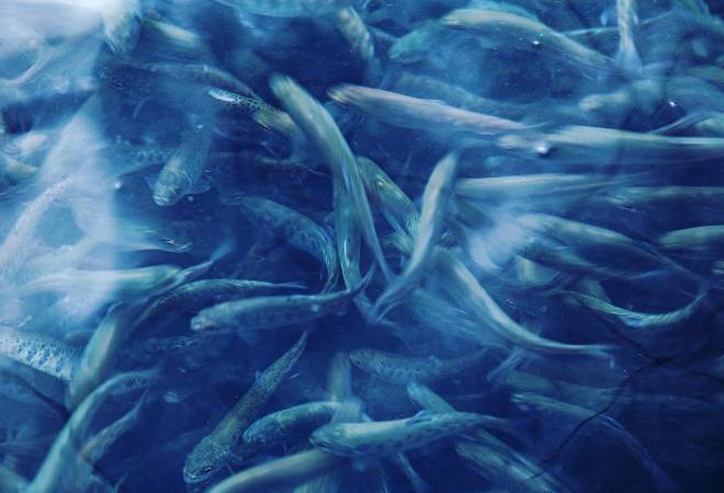 養殖池の魚大量死の原因がわからずお悩みの方へ