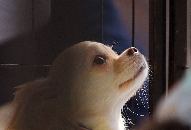 譲った子犬の安否は？知人が音信不通になり、転売や虐待の懸念を解消したい方へ。