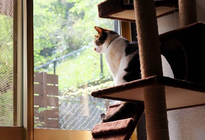 元彼宅に愛猫を置き去りにしてしまい、飼育放棄が心配なあなたへ。