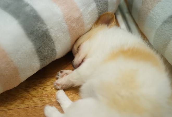 ネット譲渡による、劣悪な健康状態の子犬の譲り主を特定したい飼い主様へ。