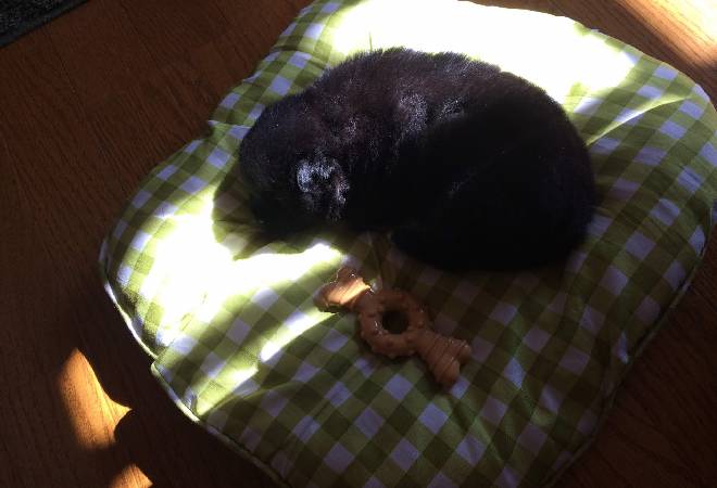 ネットの無償譲渡による子犬の病気トラブルに対処したい飼い主様へ。