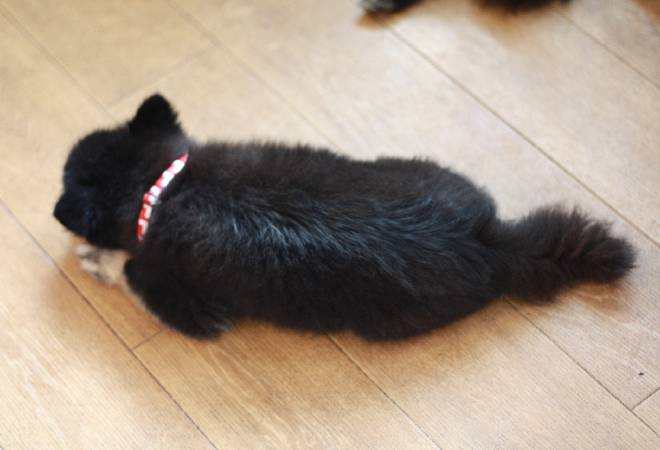 ネット譲渡による盲目の子犬トラブルに、立ち向かいたい飼い主様へ。