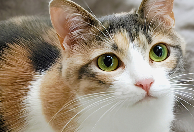 保護されて健康になった三毛猫の写真。