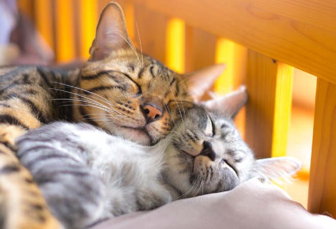 ベッドで身を寄せ合い気持ちよさそうに眠っている二匹の猫の写真。