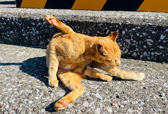 気持ちよさそうに毛づくろいをしている野良猫の写真。