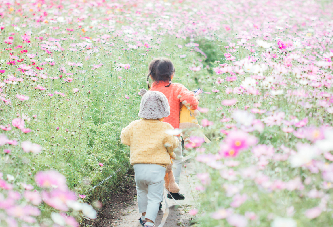 コスモス畑で遊ぶ二人の小さい女の子の後ろ姿の写真