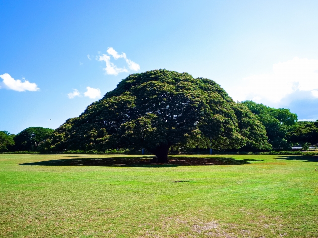 Confirming the Existence of a Japan Travel Agency After Losing Contact from Hawaii
