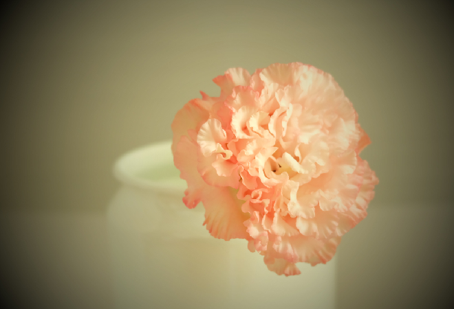 思い出の中の感情を呼び覚ますような、レトロな印象の薄紅色の花の写真。