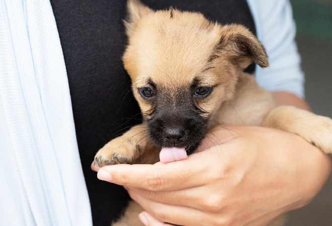 犬を譲渡した里親と突然連絡が途絶え、安否と現在地を確認したい方へ。